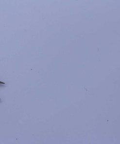 Alternative view of BT-C007